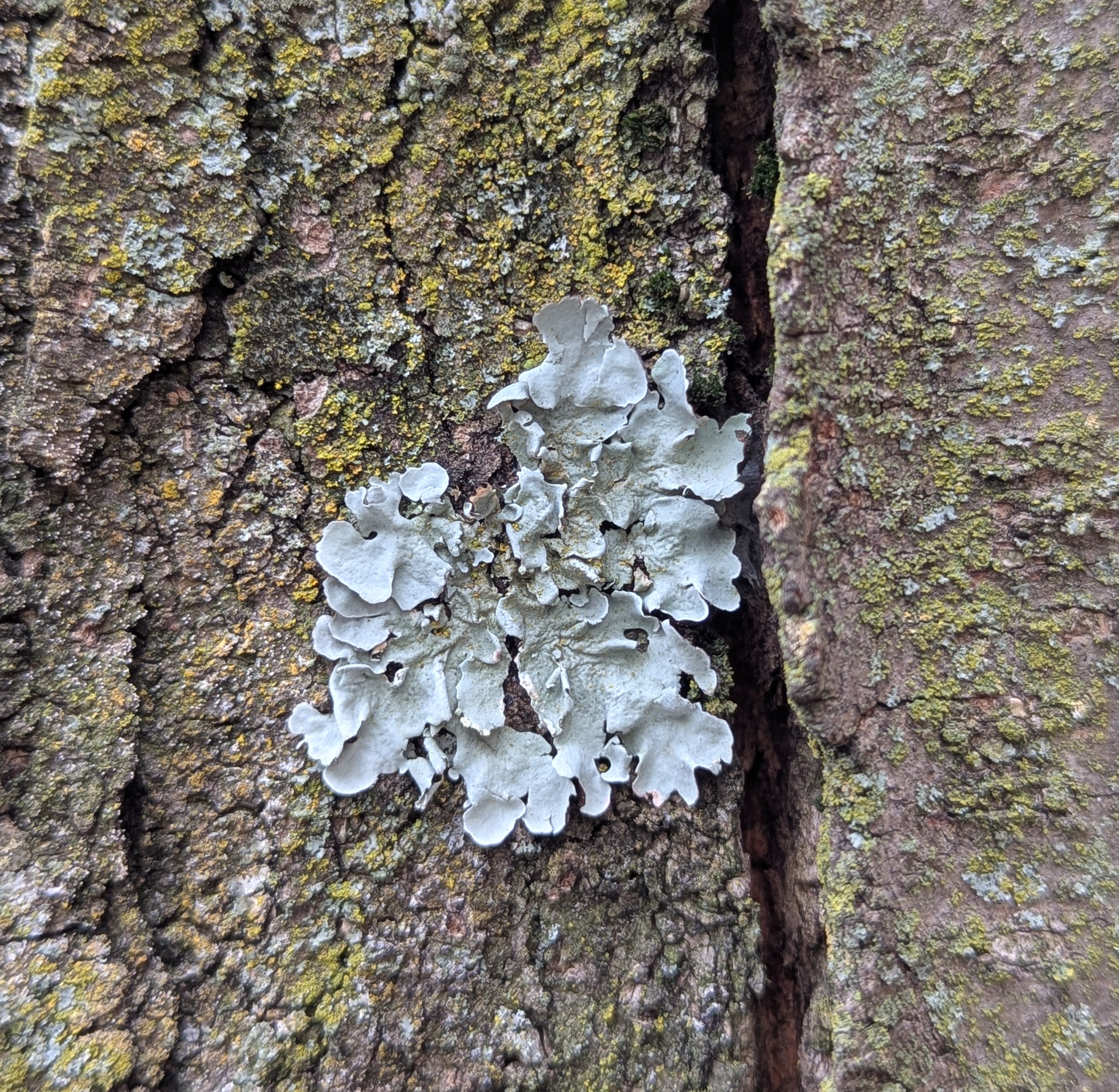 lichen on tree